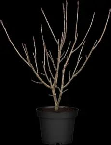 Aronia prunifolia 'Nero' - 30-40 CM C3 - image 1