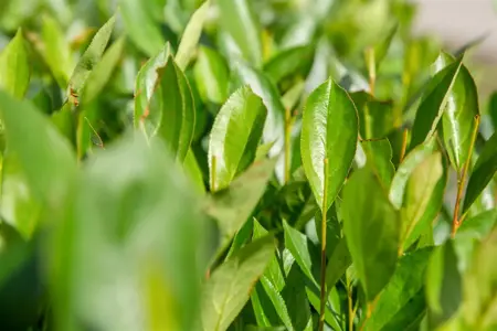 Aronia prunifolia 'Nero' - 2 Ltr, 3 canes - image 3