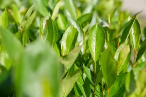 Aronia prunifolia 'Nero' - 40-60 CM C3 - image 3