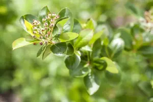 Aronia prunifolia 'Viking' - 2 Ltr, 3 canes - image 2
