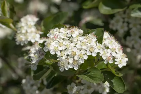 Aronia prunifolia 'Viking' - 2 Ltr, 3 canes - image 3
