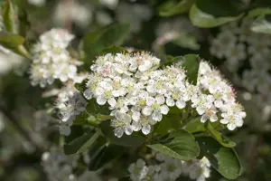 Aronia prunifolia 'Viking' - 2 Ltr, 3 canes - image 3