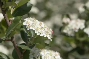 Aronia prunifolia 'Viking' - 2 Ltr, 3 canes - image 4