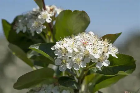 Aronia prunifolia 'Viking' - 2 Ltr, 3 canes - image 5