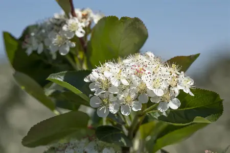 Aronia prunifolia 'Viking' - 125-150 CM C20 - image 4
