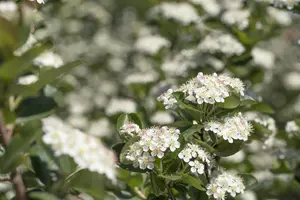 Aronia prunifolia 'Viking' - 125-150 CM C20 - image 5