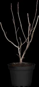 Aronia prunifolia 'Viking'