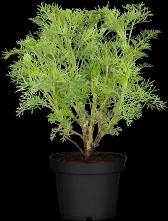Artemisia abrotanum - P9