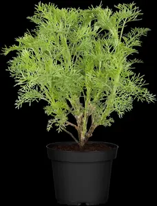 Artemisia abrotanum