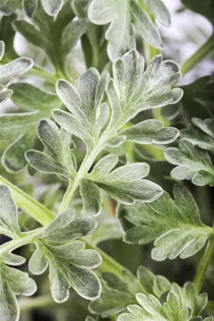 Artemisia absinthium - P13 - image 1