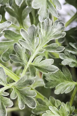 Artemisia absinthium - P9 - image 1