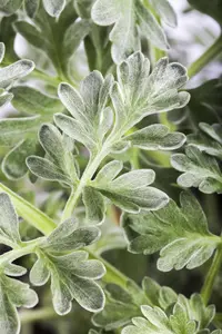 Artemisia absinthium