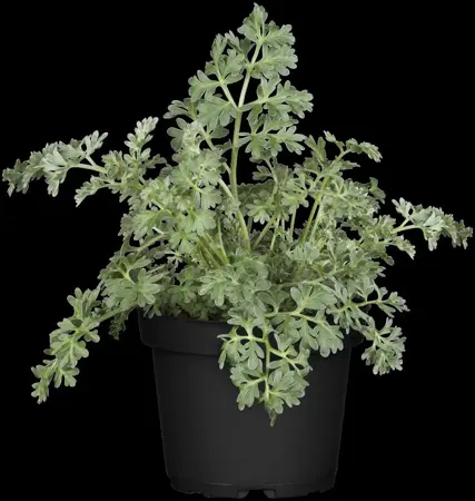 Artemisia absinthium - P13 - image 2