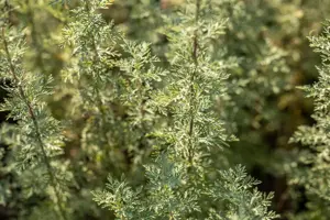 Artemisia absinthium - P13 - image 5
