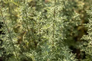 Artemisia absinthium - P9 - image 5