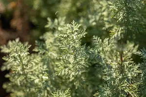 Artemisia absinthium - 2 Ltr pot - image 5