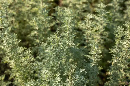 Artemisia absinthium - 2 Ltr pot - image 3