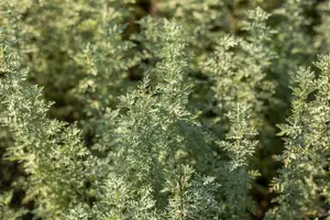Artemisia absinthium - 2 Ltr pot - image 3
