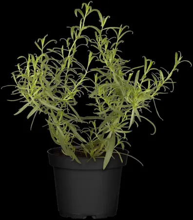 Artemisia dracunculus - P9 - image 1