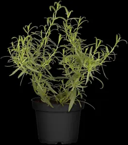 Artemisia dracunculus