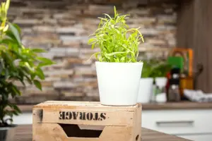 Artemisia dracunculus - 2 Ltr pot - image 5