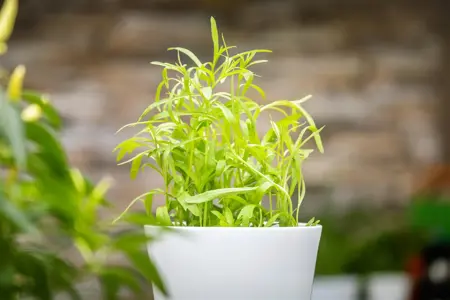 Artemisia dracunculus - P9 - image 4