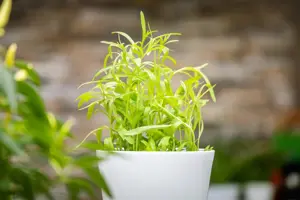 Artemisia dracunculus - P9 - image 4