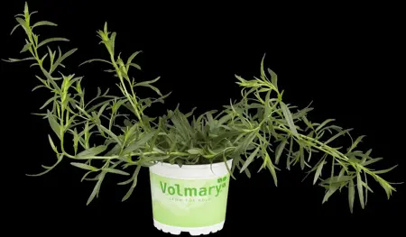 Artemisia dracunculus - P9 - image 2