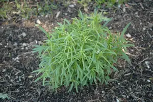 Artemisia dracunculus - 2 Ltr pot - image 3