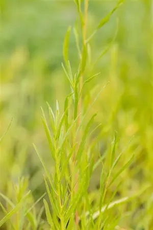 Artemisia dracunculus 'Senior' - P13 - image 5