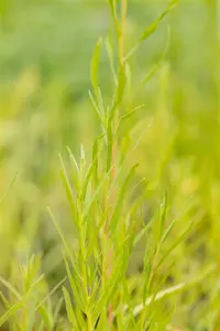 Artemisia dracunculus 'Senior' - P13 - image 5