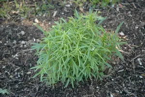 Artemisia dracunculus 'Senior'
