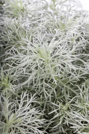Artemisia schmidtiana 'Nana' - 2 Ltr pot - image 3
