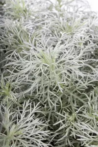 Artemisia schmidtiana 'Nana' - 2 Ltr pot - image 3
