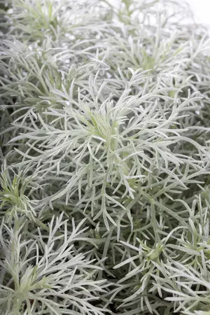 Artemisia schmidtiana 'Nana' - PLUG/CELGROWN 100 CEL TRAY - image 3