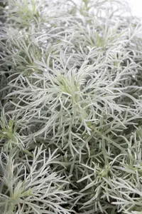 Artemisia schmidtiana 'Nana' - PLUG/CELGROWN 100 CEL TRAY - image 3