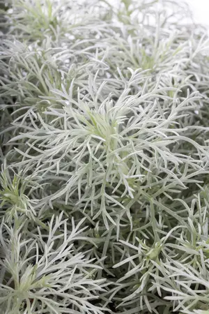 Artemisia schmidtiana 'Nana' - 1.5 Ltr pot - image 2