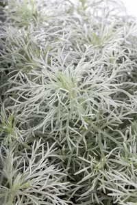 Artemisia schmidtiana 'Nana' - 1.5 Ltr pot - image 2