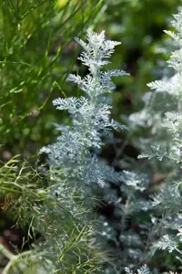 Artemisia schmidtiana 'Nana'
