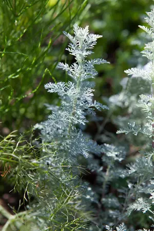 Artemisia schmidtiana 'Nana' - 1.5 Ltr pot - image 1