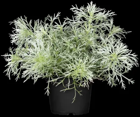 Artemisia schmidtiana 'Nana' - 2 Ltr pot - image 2