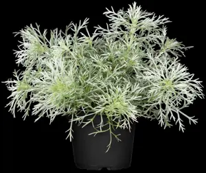 Artemisia schmidtiana 'Nana' - 2 Ltr pot - image 2