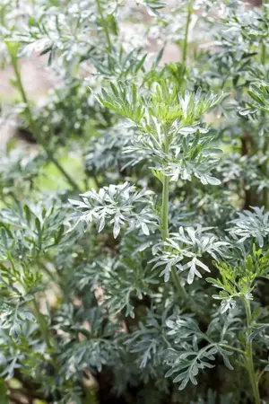 Artemisia vulgaris - P13 - image 2
