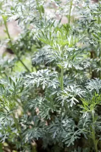 Artemisia vulgaris - P13 - image 2