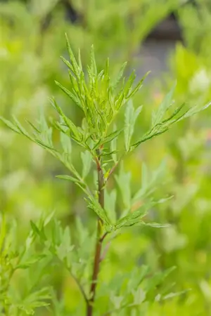 Artemisia vulgaris - P13 - image 4