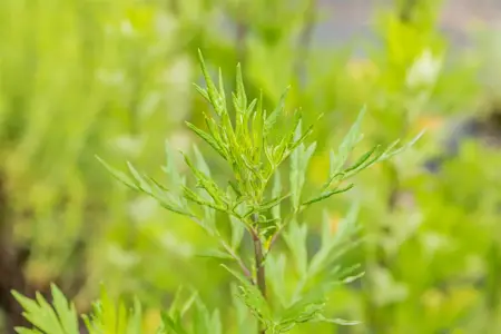Artemisia vulgaris - P13 - image 3