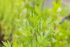Artemisia vulgaris - P13 - image 3