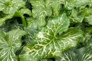 Arum italicum