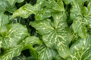 Arum italicum 'Marmoratum' - P9 - image 2