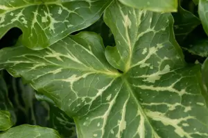 Arum italicum 'Marmoratum' - P9 - image 3